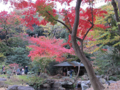 六義園紅葉写真03