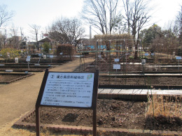 東京都薬用植物園園内01