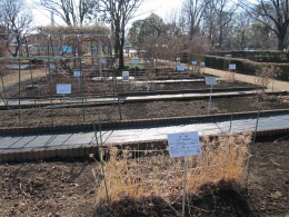 東京都薬用植物園園内02