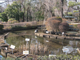 東京都薬用植物園園内04