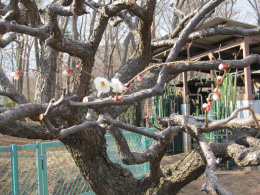 東京都薬用植物園園内梅