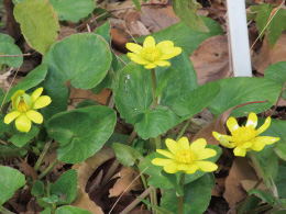 東京都薬用植物園園内花