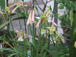 東京都薬用植物園園内温室02