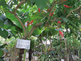 東京都薬用植物園温室04