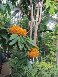 東京都薬用植物園温室無憂樹