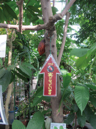 東京都薬用植物園温室カカオ