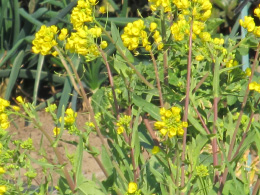 菜の花写真