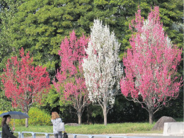 桃華楽堂のハナモモ写真