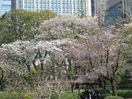 皇居二の丸庭園の桜