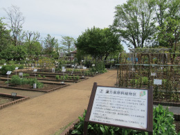 東京都薬用植物園写真1905_1