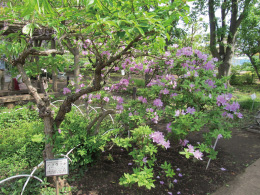 東京都薬用植物園1905_3