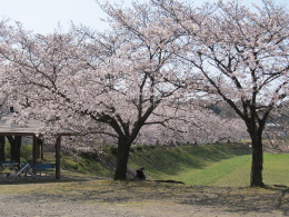 入間市さくら広場の桜 3月26日