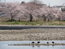 入間川対岸の桜 3月26日